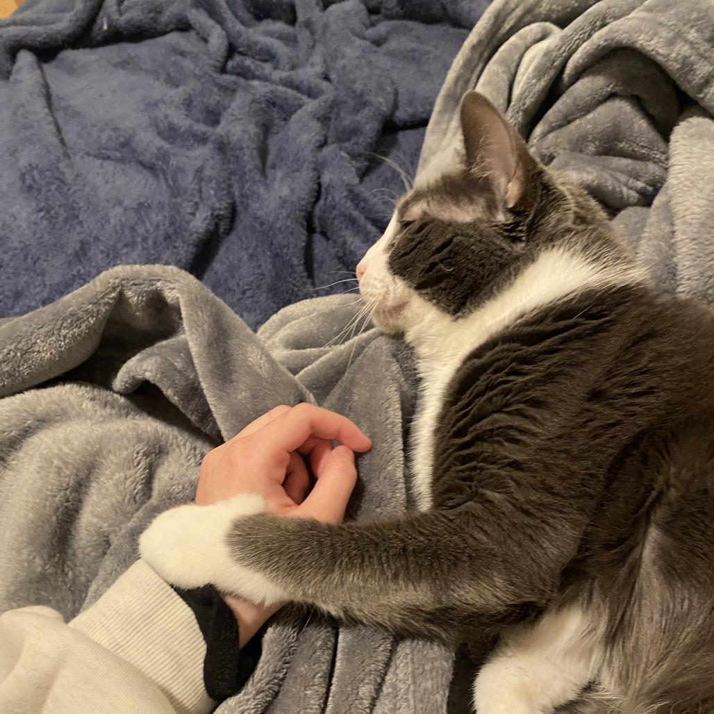 Enlarge Lola, a Adoptable Domestic Short Hair in Salt Lake City, UT image 2/6