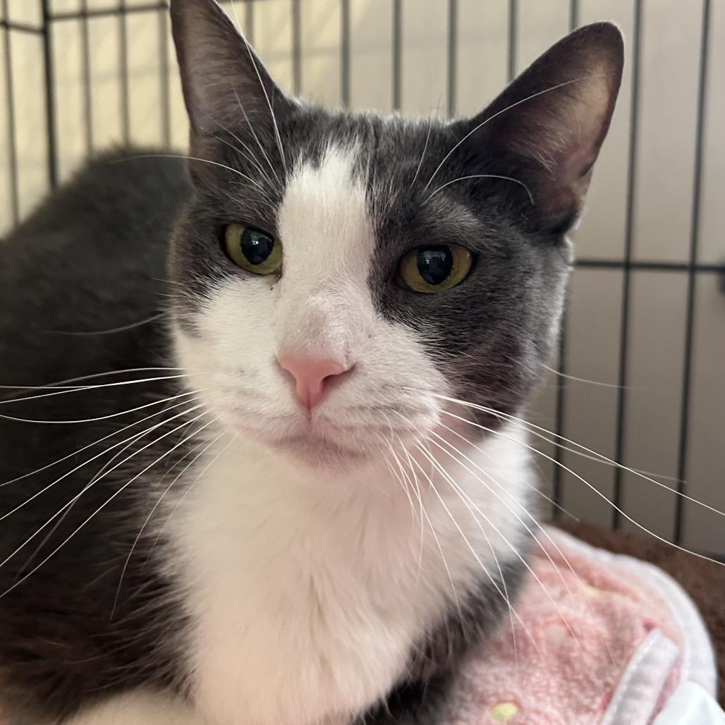 Enlarge Lola, a Adoptable Domestic Short Hair in Salt Lake City, UT image 3/6