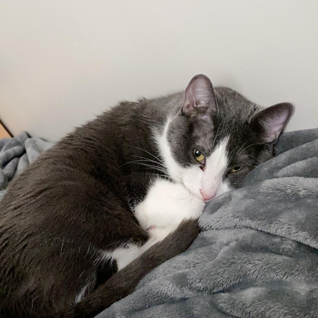 Enlarge Lola, a Adoptable Domestic Short Hair in Salt Lake City, UT image 5/6