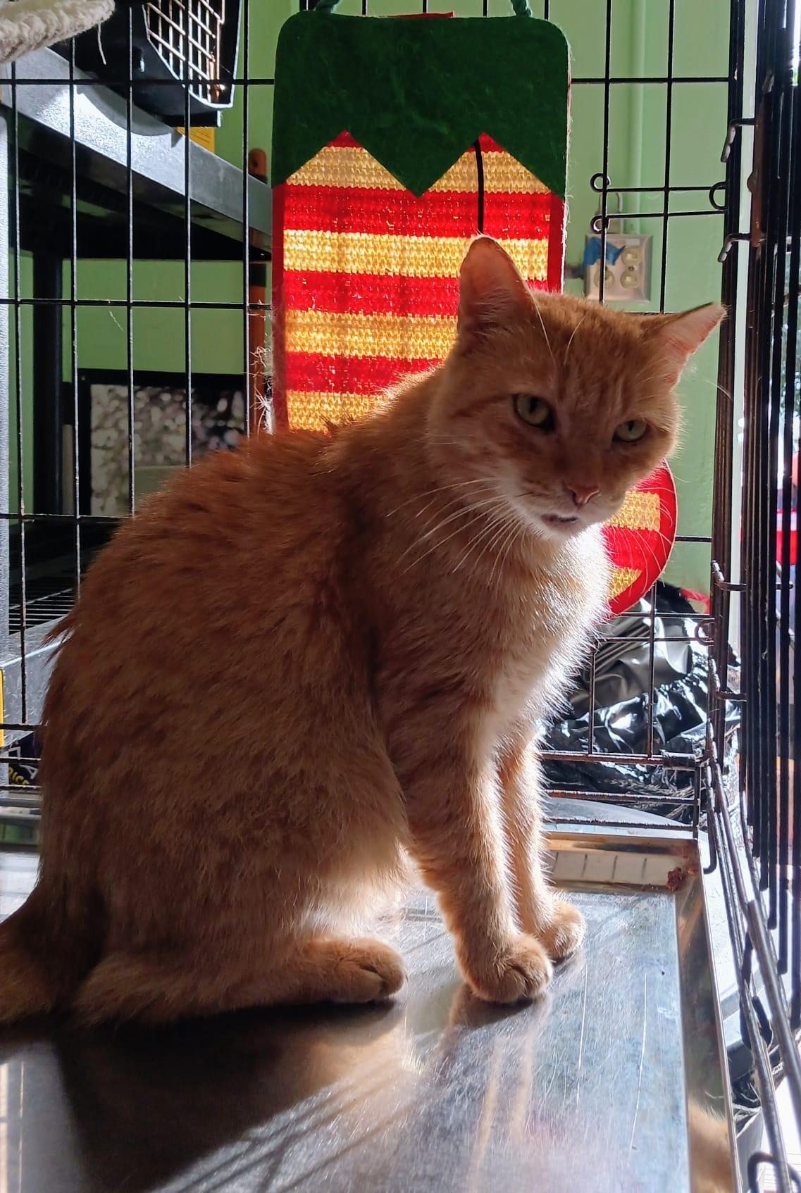 Charlie, an adoption pending Domestic Medium Hair in New York, NY image 5/6