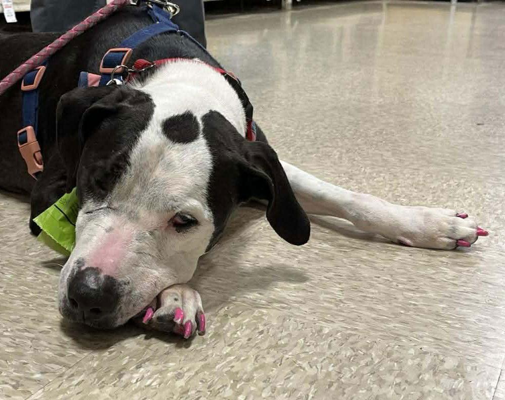 Luna, Adoptable, Adult Female Pit Bull Terrier & Great Dane.