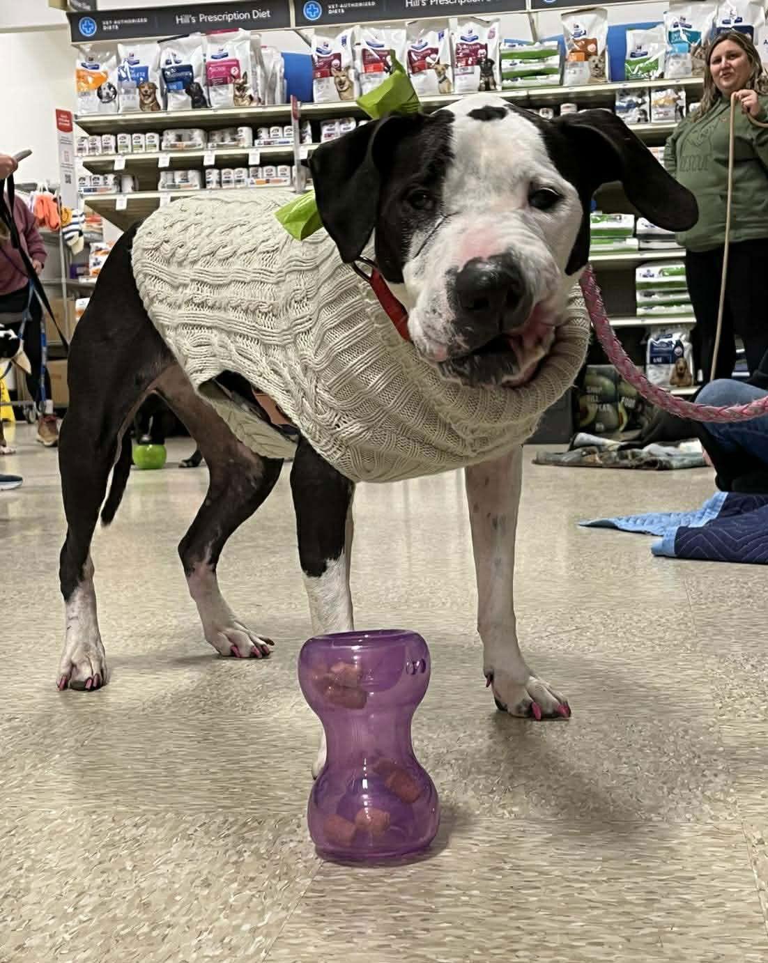 Luna, a Adoptable mixed breed in Spotsylvania, VA image 2/3