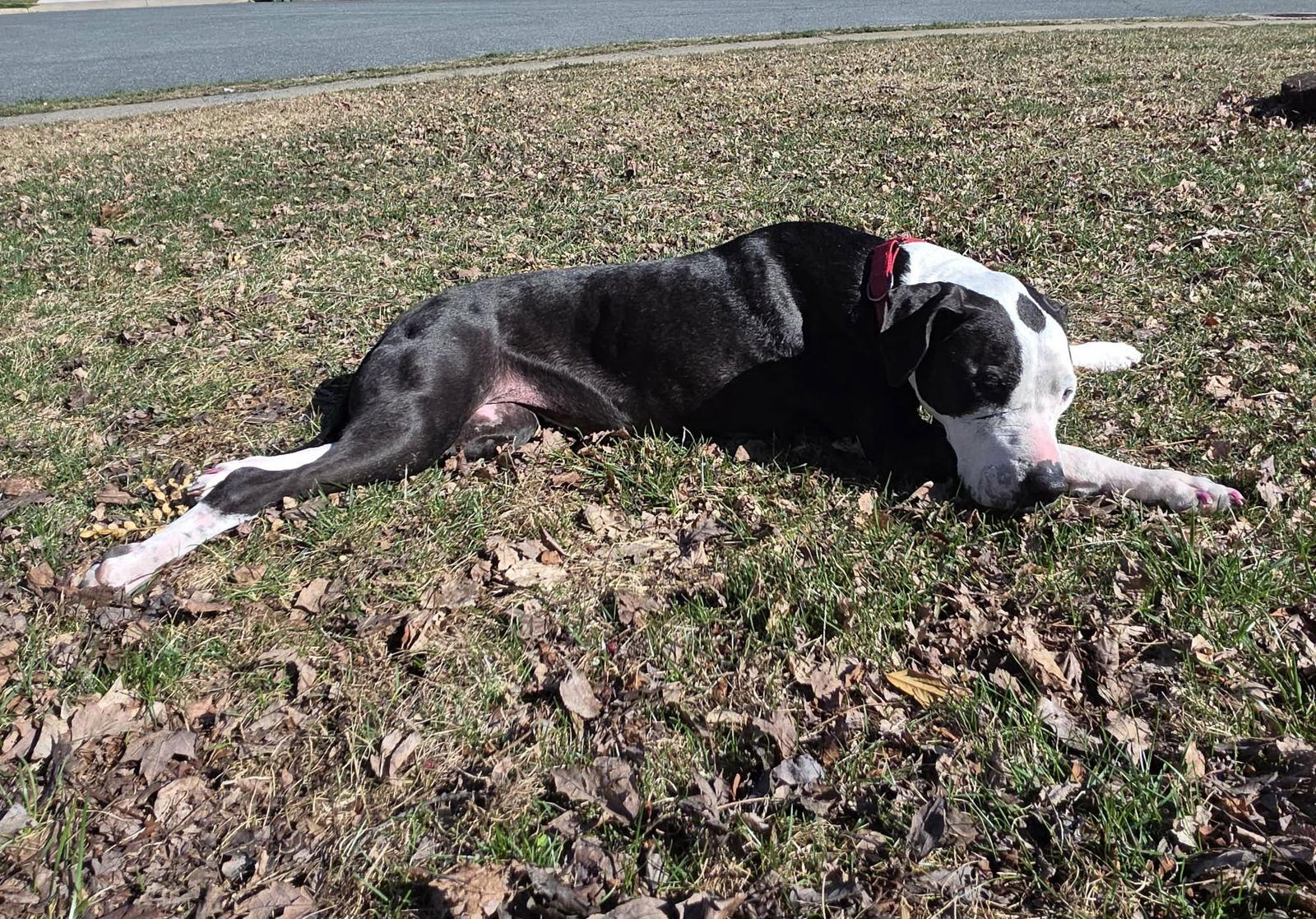 Enlarge Luna, a Adoptable mixed breed in Spotsylvania, VA image 1/3