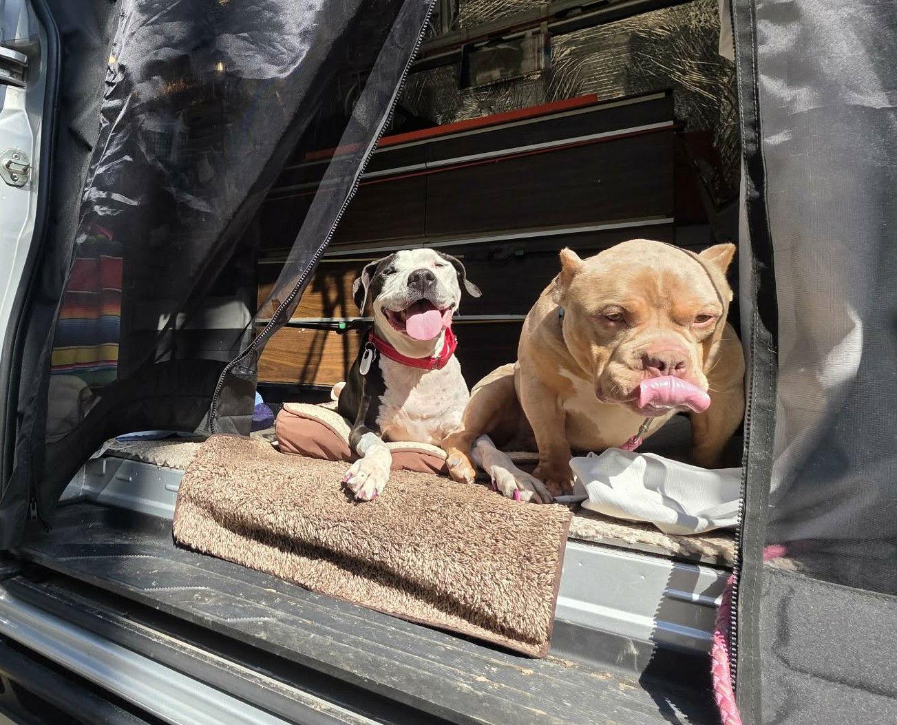 Enlarge Luna, a Adoptable mixed breed in Spotsylvania, VA image 2/3