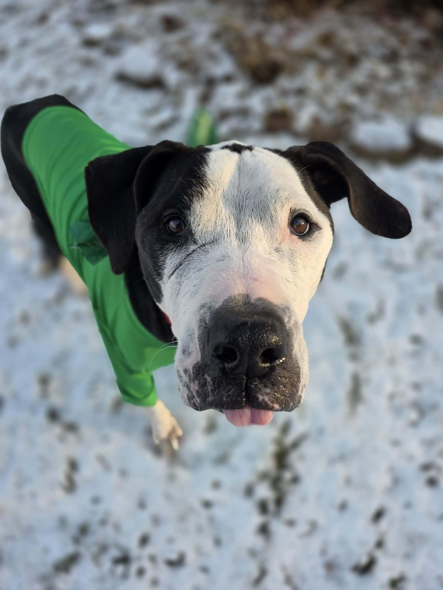 Luna, Adoptable, Adult Female Pit Bull Terrier & Great Dane.