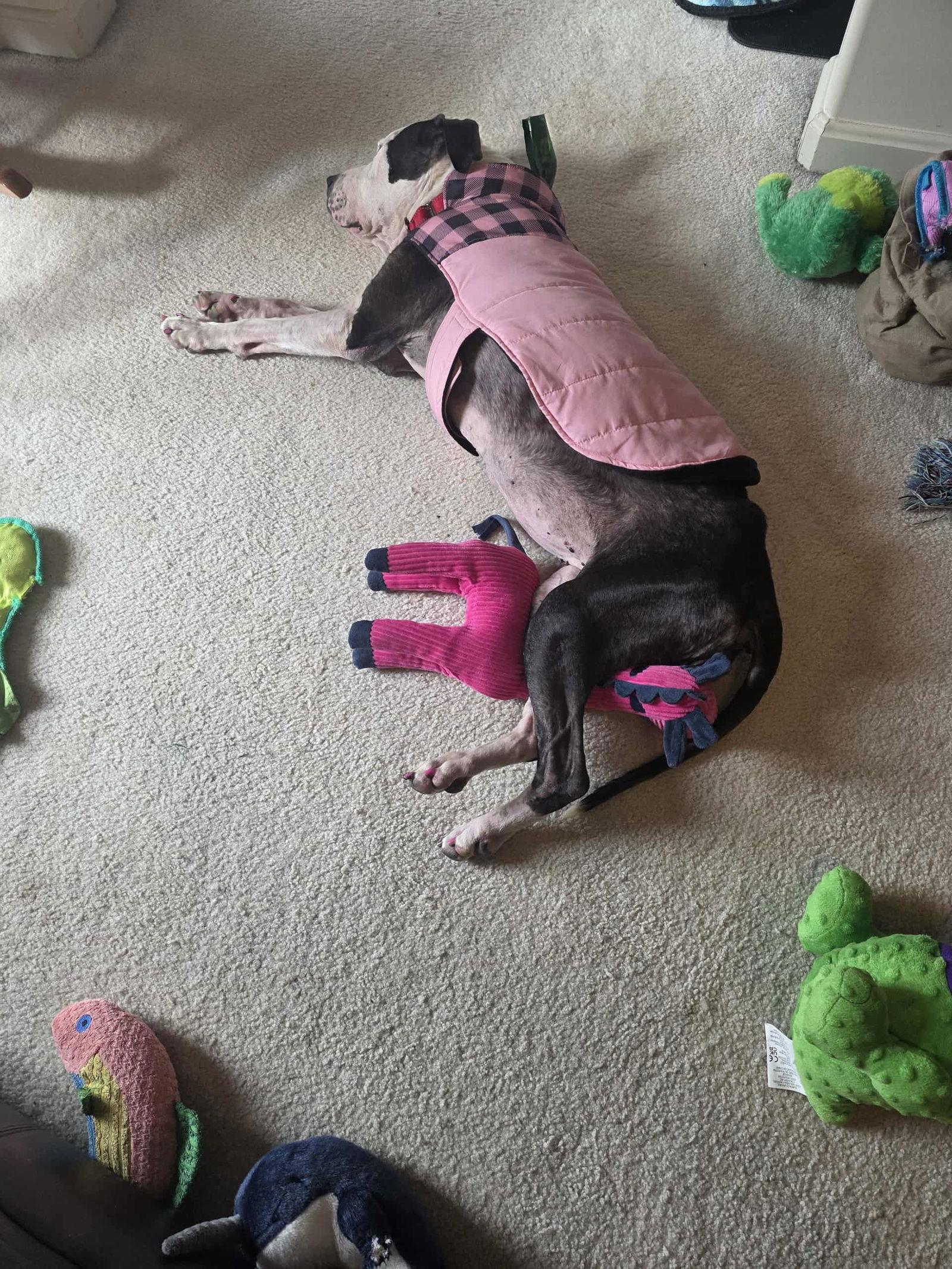 Luna, a Adoptable mixed breed in Spotsylvania, VA image 2/3