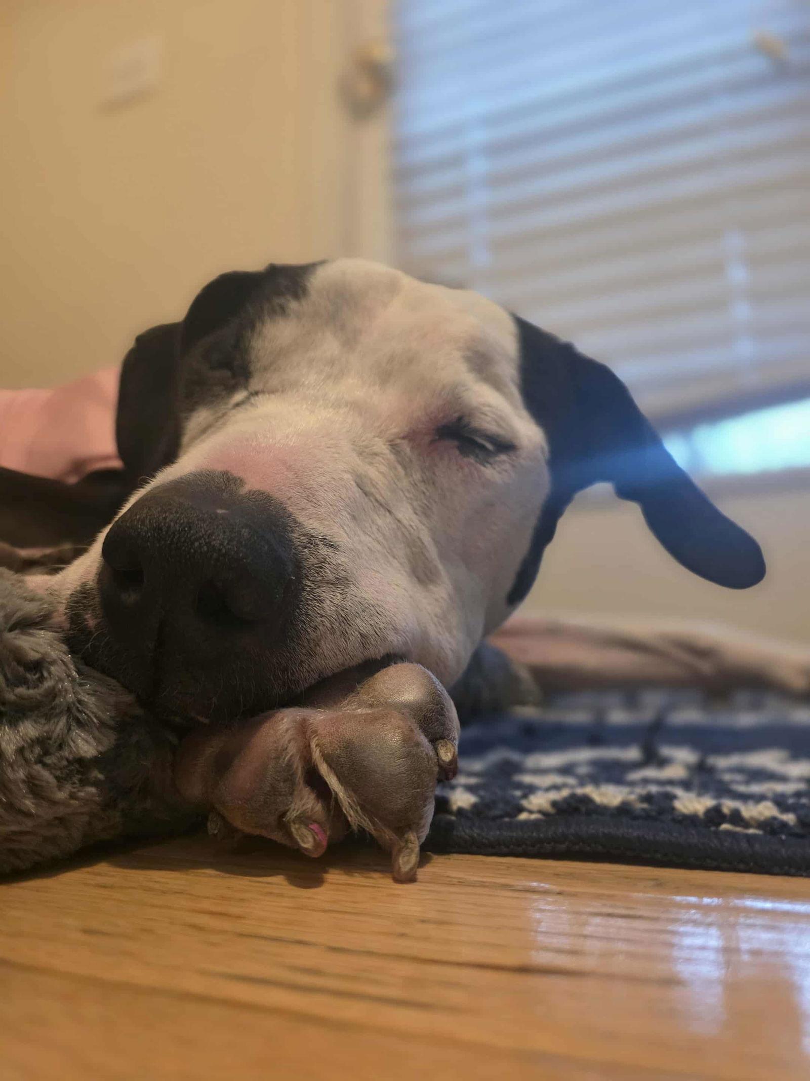 Luna, a Adoptable mixed breed in Spotsylvania, VA image 3/3