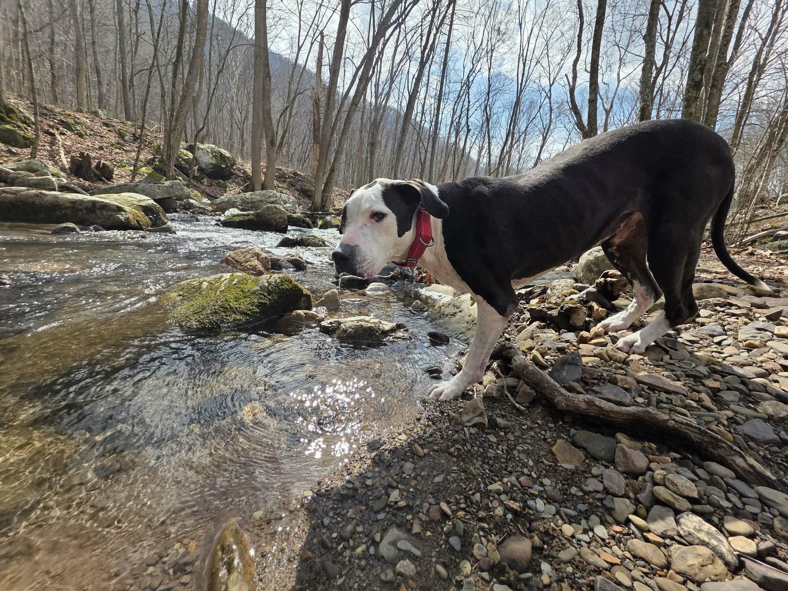 Enlarge Luna, a Adoptable mixed breed in Spotsylvania, VA image 3/3