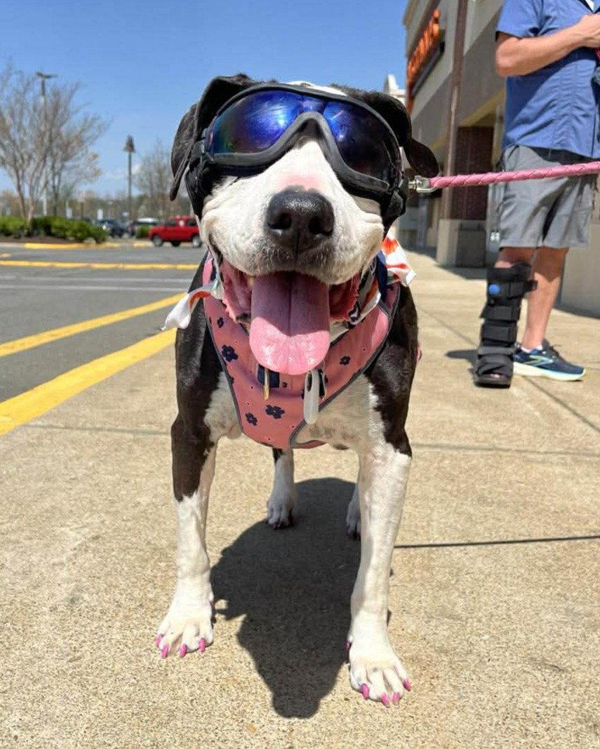 Enlarge Luna, a Adoptable mixed breed in Spotsylvania, VA image 3/3