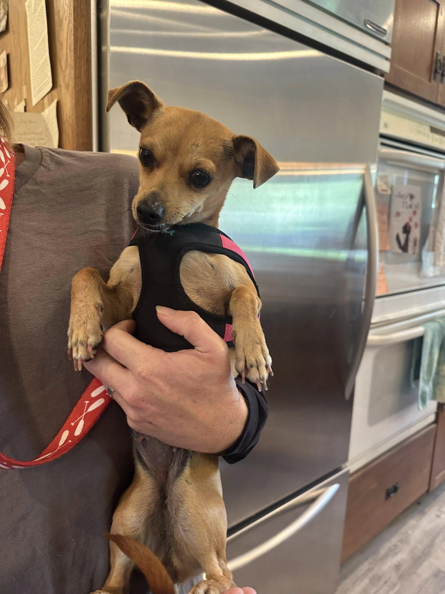 Enlarge Scarlet, an adoptable Chihuahua in Agua Dulce, CA image 2/3