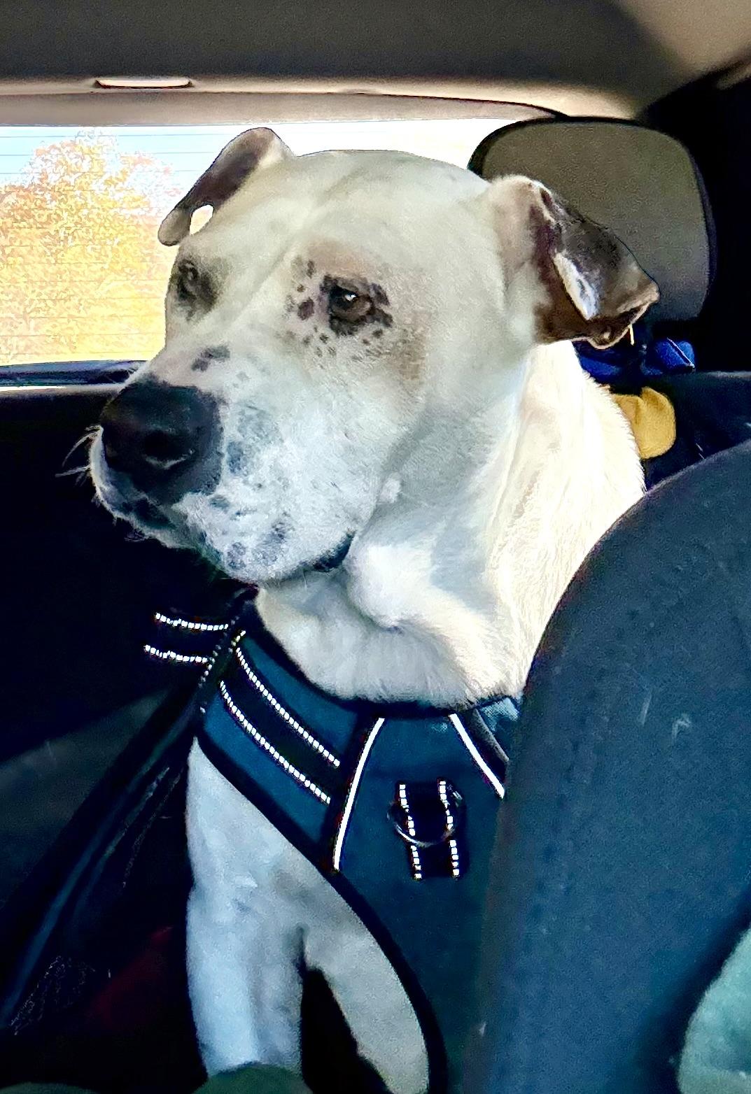 Enlarge Ray, a Adoptable mixed breed in Stahlstown, PA image 2/6