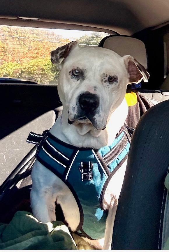 Enlarge Ray, a Adoptable mixed breed in Stahlstown, PA image 5/6