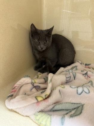 Zuzu, Adoptable, Kitten Male Domestic Short Hair & Domestic Short Hair.