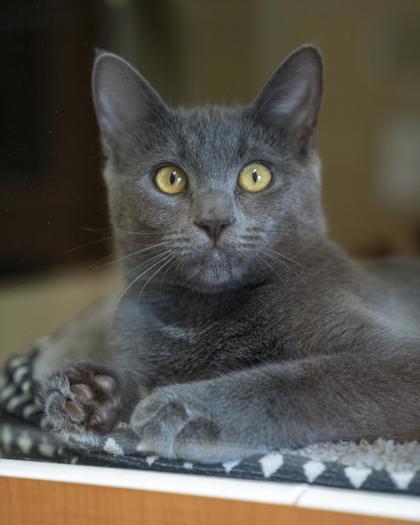 Enlarge Zuzu, a Adoptable mixed breed in Pequot Lakes, MN image 1/2