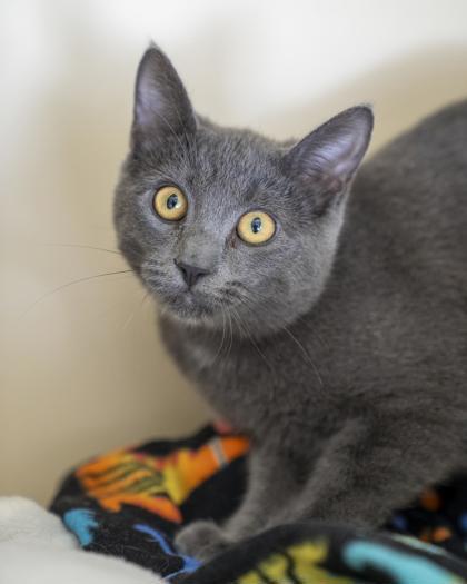 Enlarge Zuzu, a Adoptable mixed breed in Pequot Lakes, MN image 2/2