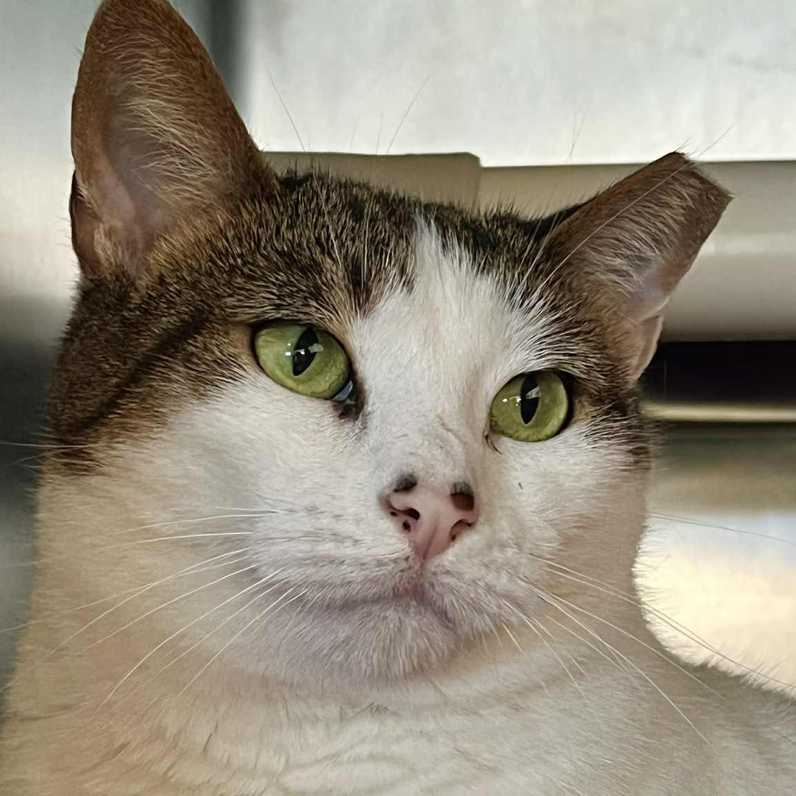 Wendy, a Adoptable Domestic Short Hair in Myrtle Beach, SC image 2/5