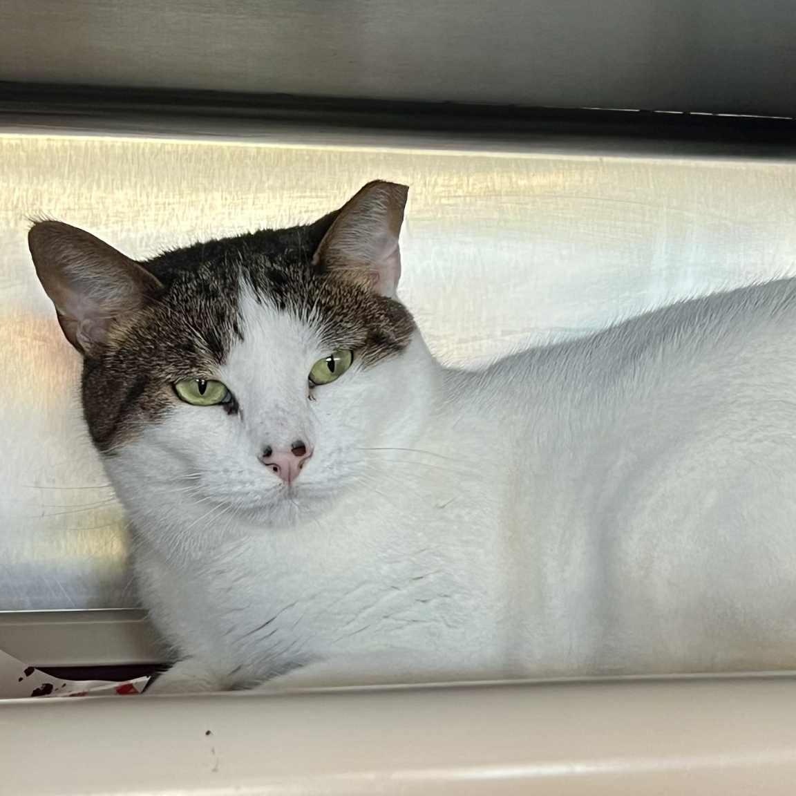 Wendy, a Adoptable Domestic Short Hair in Myrtle Beach, SC image 3/5