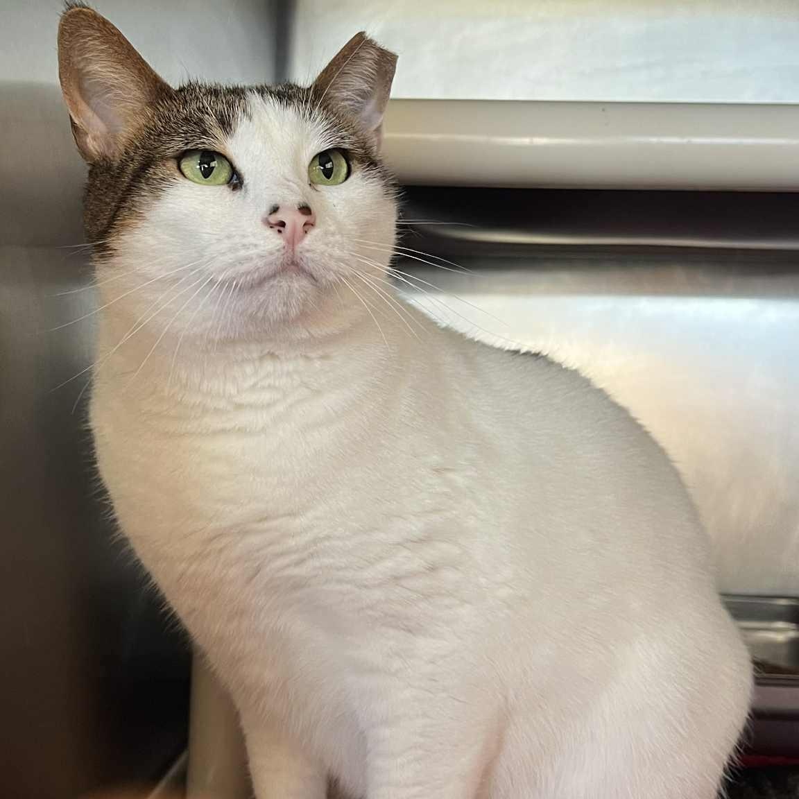 Wendy, a Adoptable Domestic Short Hair in Myrtle Beach, SC image 4/5