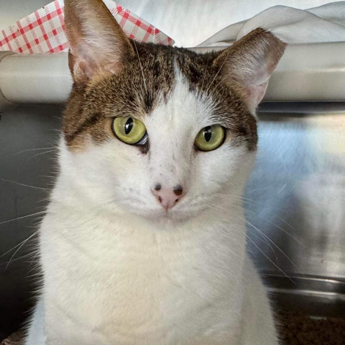 Wendy, a Adoptable Domestic Short Hair in Myrtle Beach, SC image 1/5