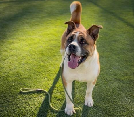 CHAPARRO, Adoptable, Adult Male Saint Bernard & Akita.