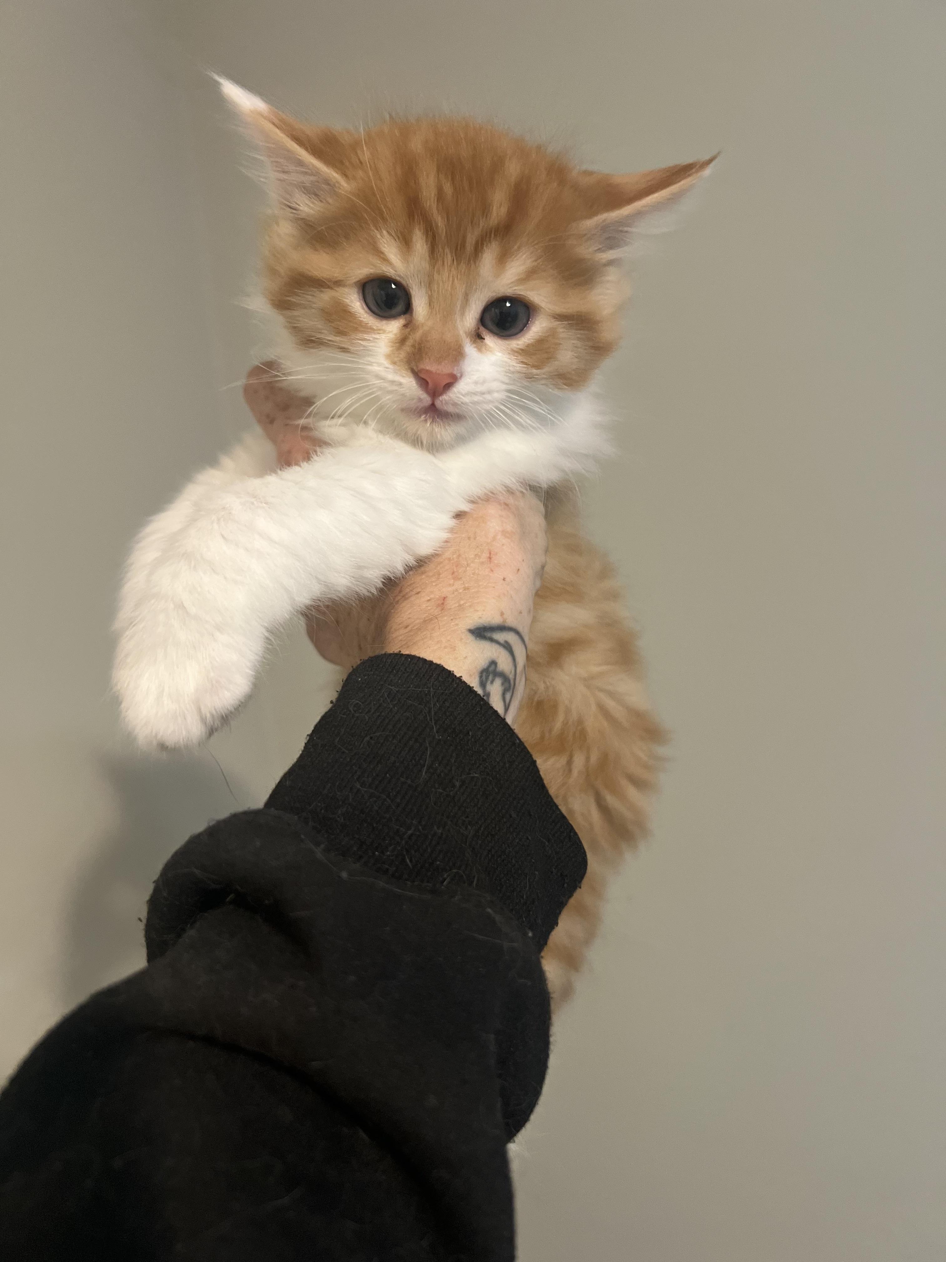 Enlarge Vincent, a Adopted Domestic Short Hair in Long Beach, CA image 1/1