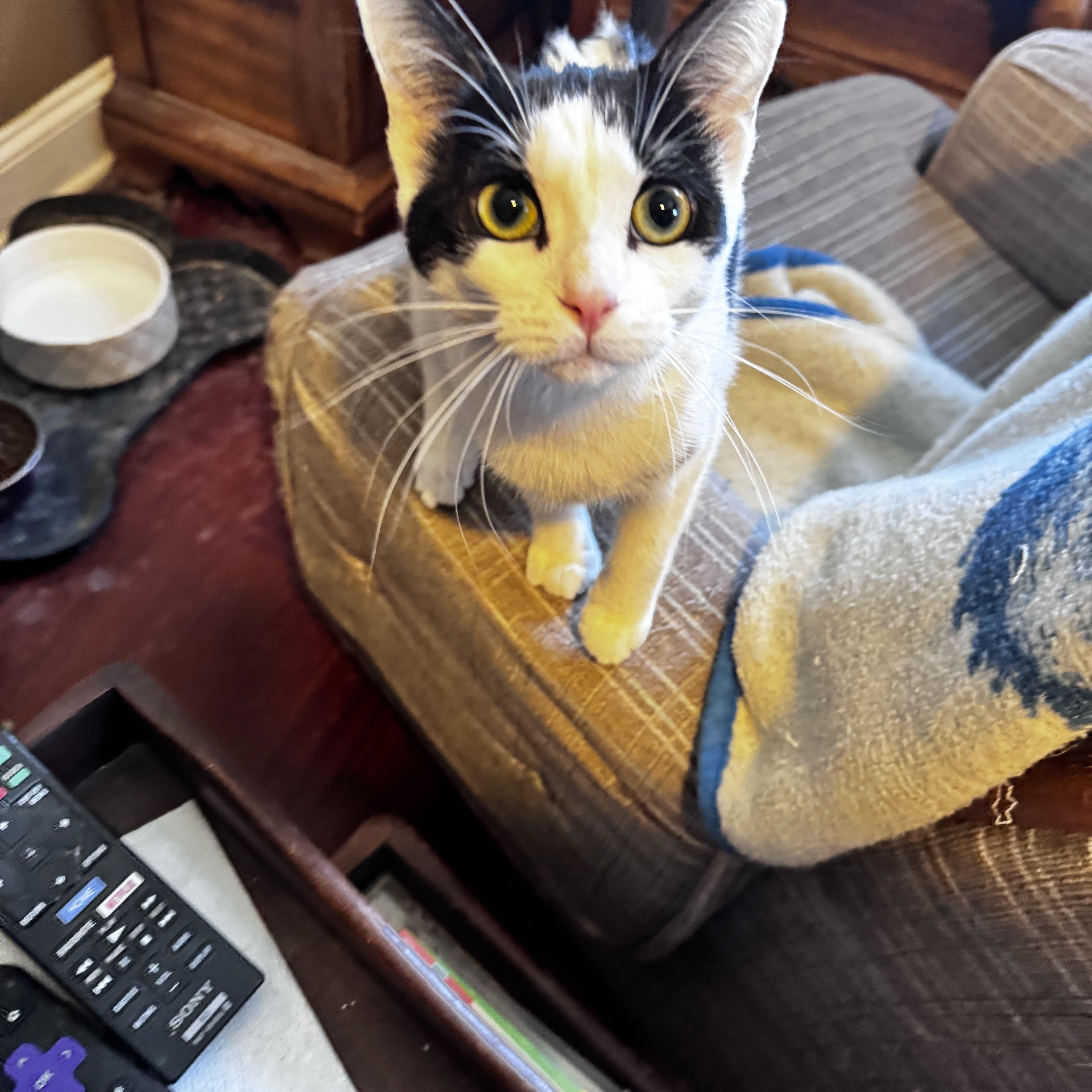 Mouse, a Adoptable Domestic Short Hair in Chicago, IL image 1/2