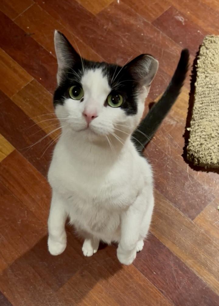 Enlarge Mouse, a Adoptable Domestic Short Hair in Chicago, IL image 2/4