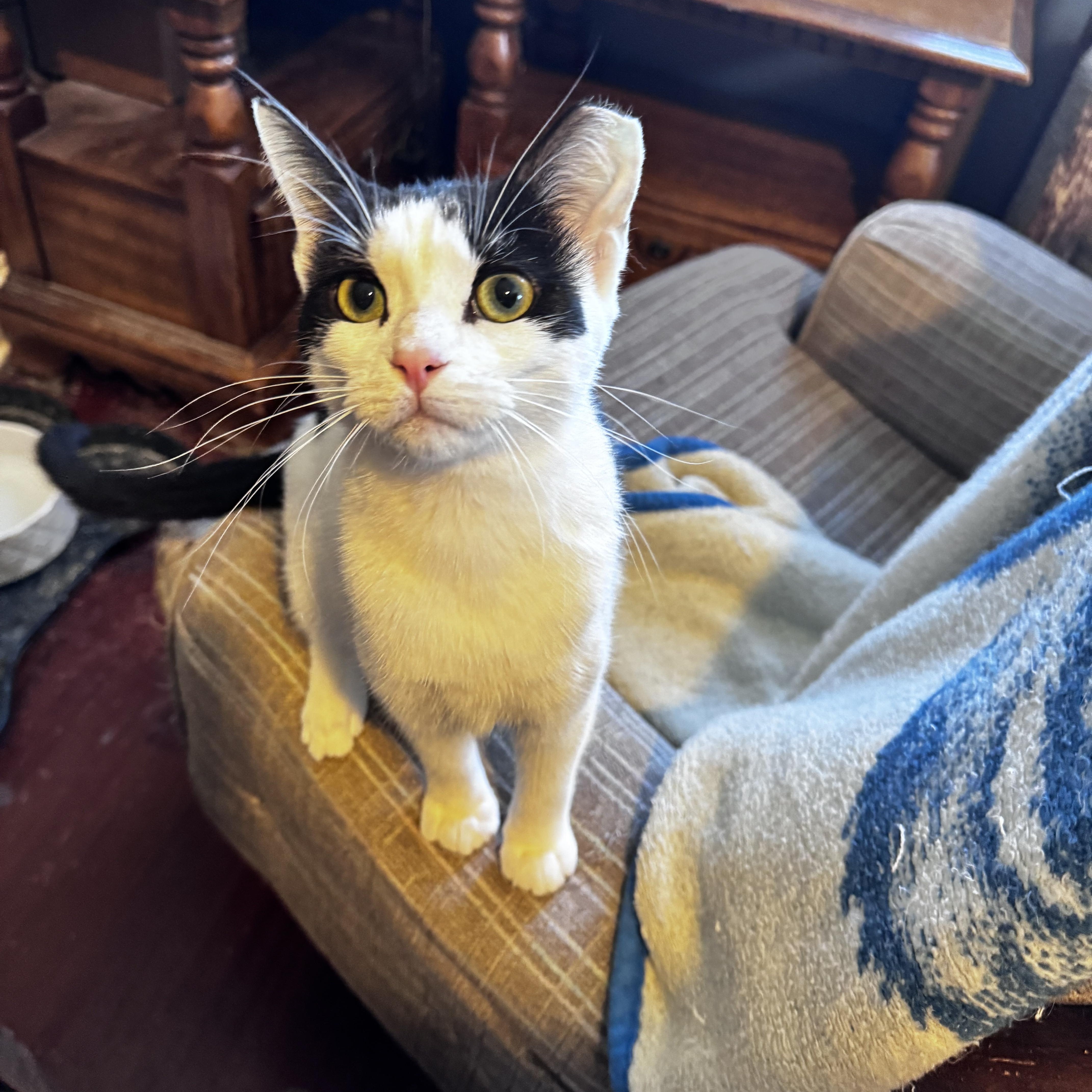 Mouse, a Adoptable Domestic Short Hair in Chicago, IL image 2/2