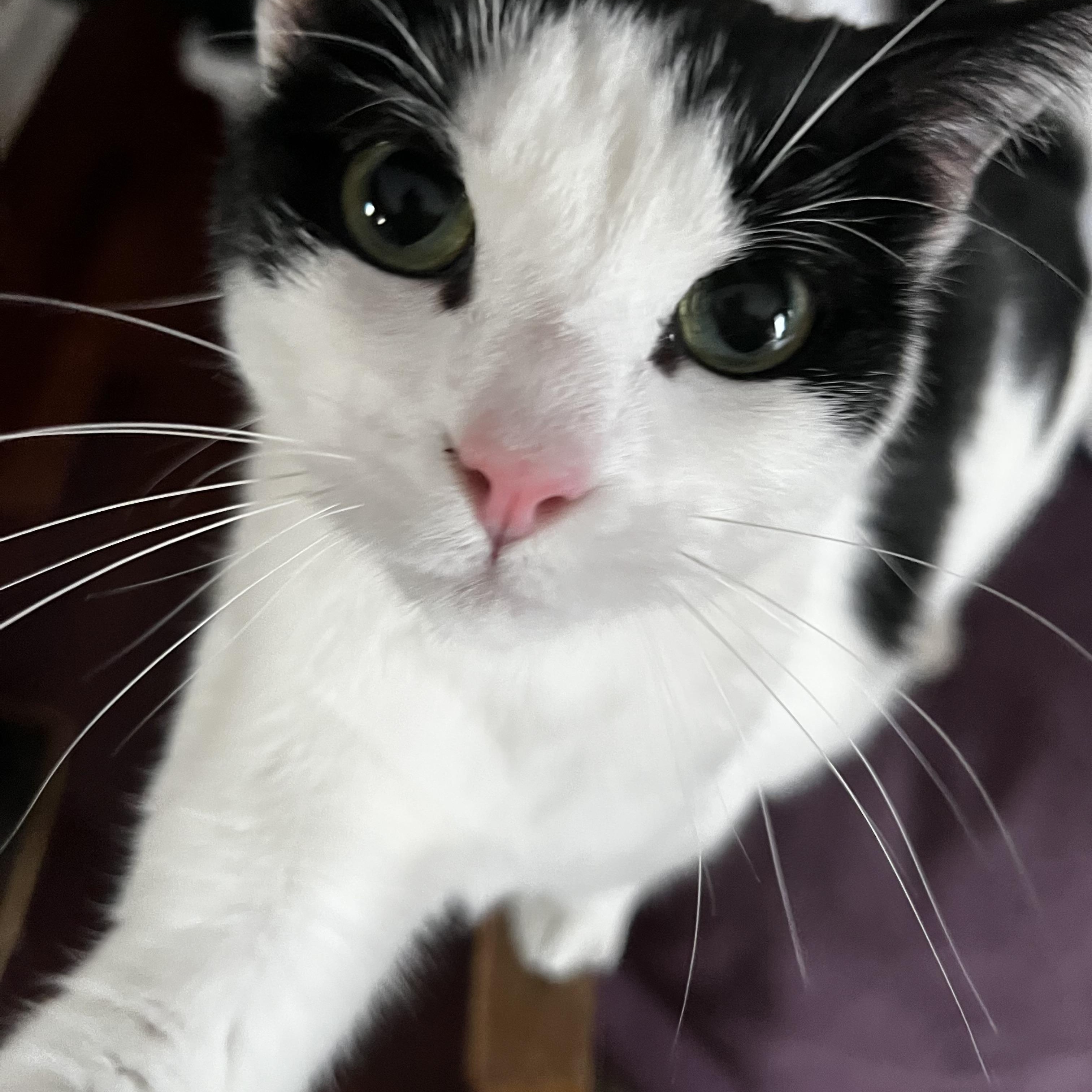 Mouse, Adoptable, Young Female Domestic Short Hair.