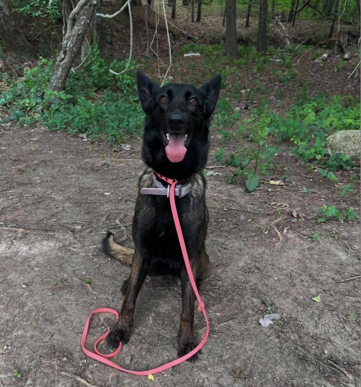 Enlarge Rosie, a ADOPTABLE mixed breed in Duxbury, MA image 3/3