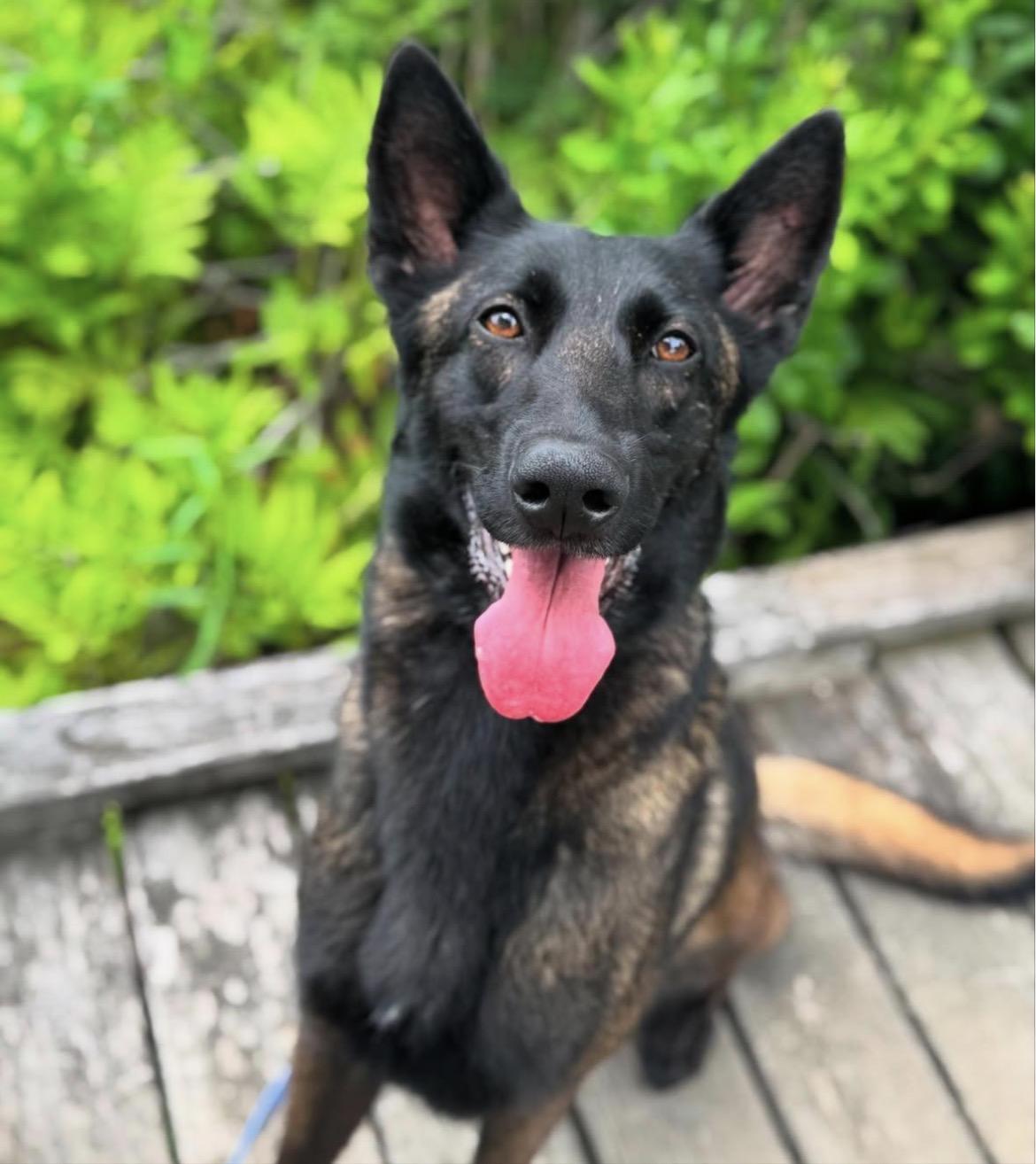 Enlarge Rosie, a ADOPTABLE mixed breed in Duxbury, MA image 2/3