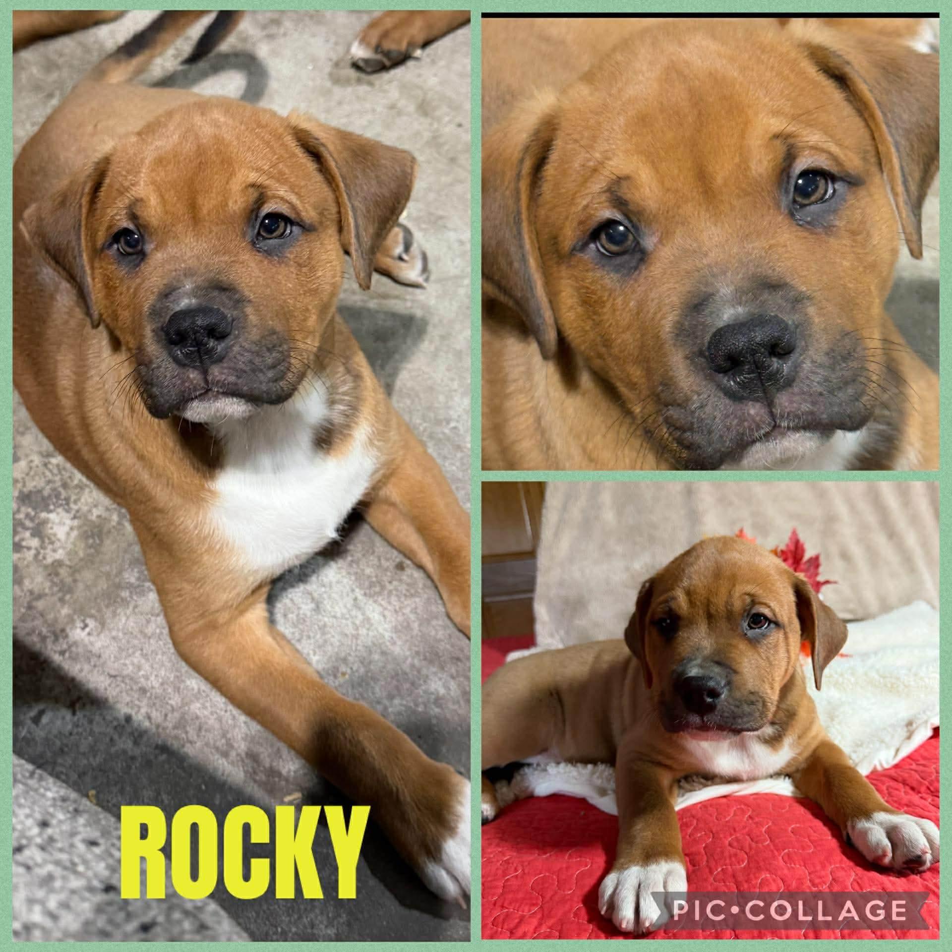 Enlarge Rocky, a Adoptable mixed breed in Saginaw, MI image 1/1