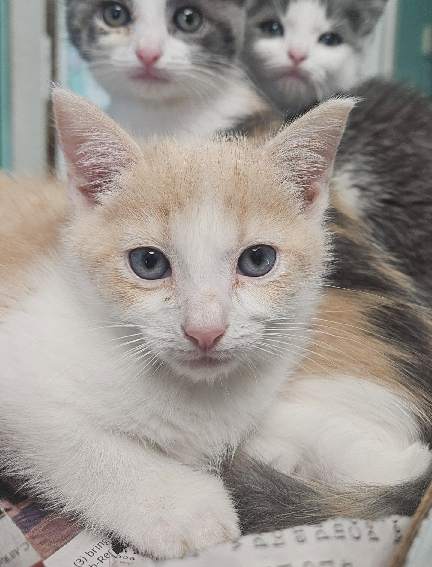 *Starburst, Adopted, Kitten Male Domestic Short Hair.