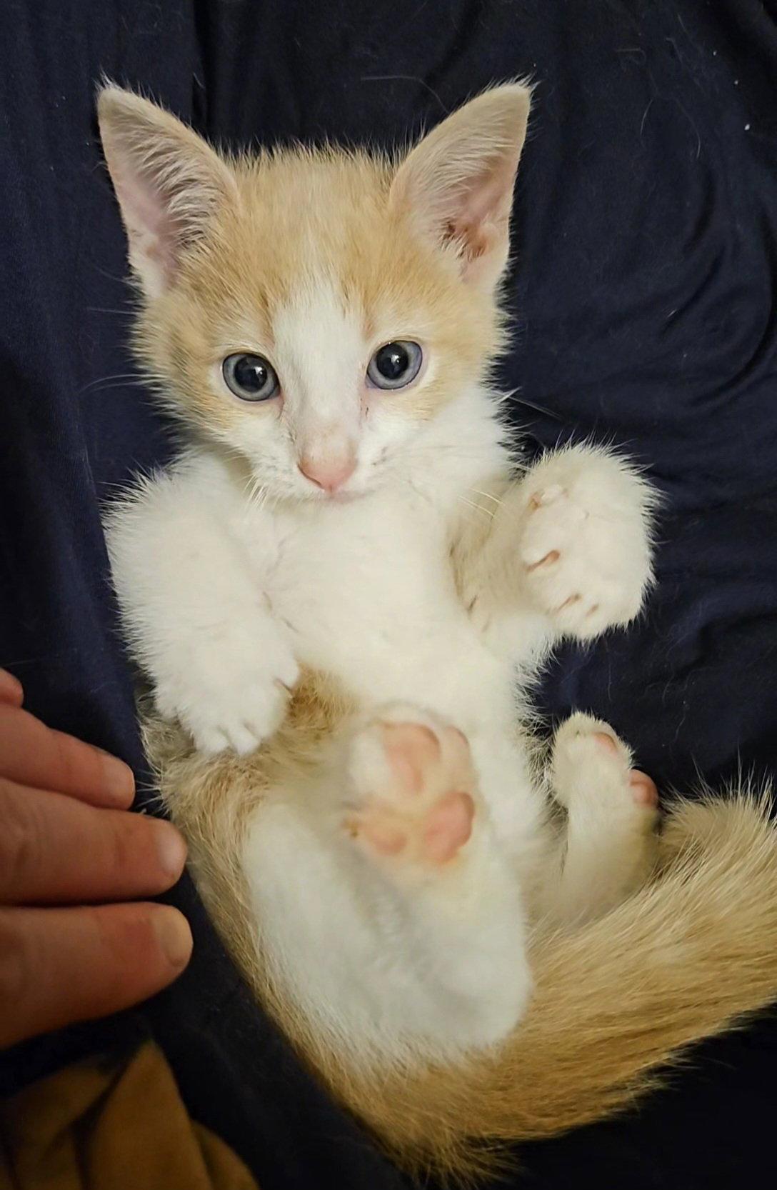 Enlarge *Starburst, a Adopted Domestic Short Hair in Forest, VA image 2/3