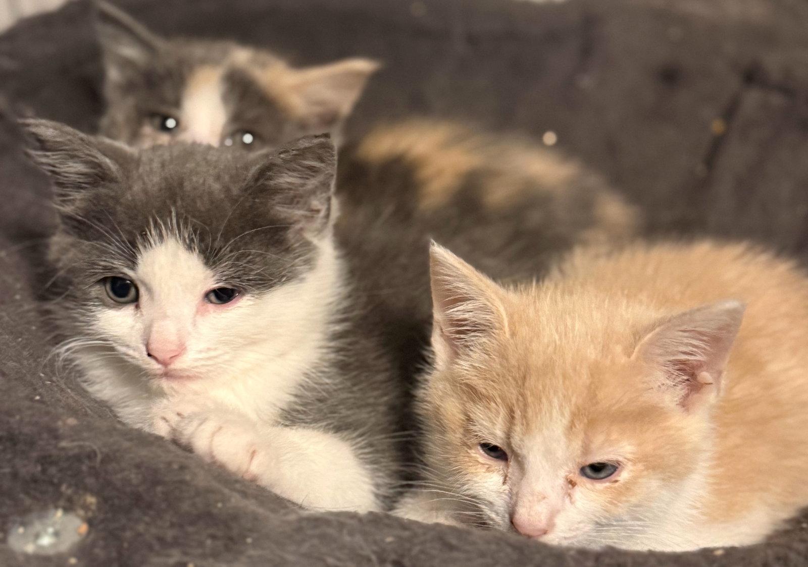 Enlarge *Starburst, a Adopted Domestic Short Hair in Forest, VA image 3/3