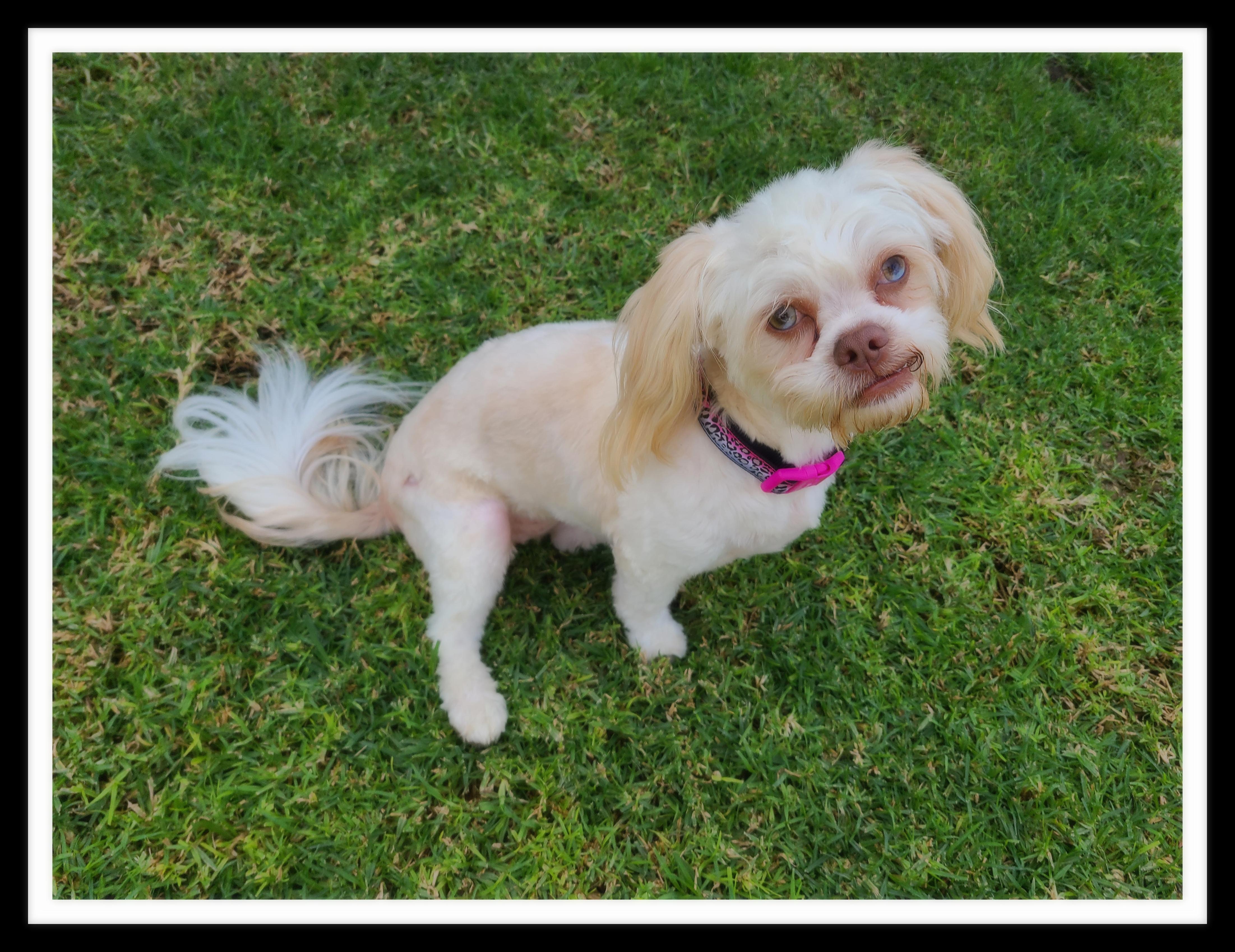 BUFFY (PLEASE submit an application @ southernstaranimalrescue.org), a Adoption Pending mixed breed in Winchester, CA image 1/2