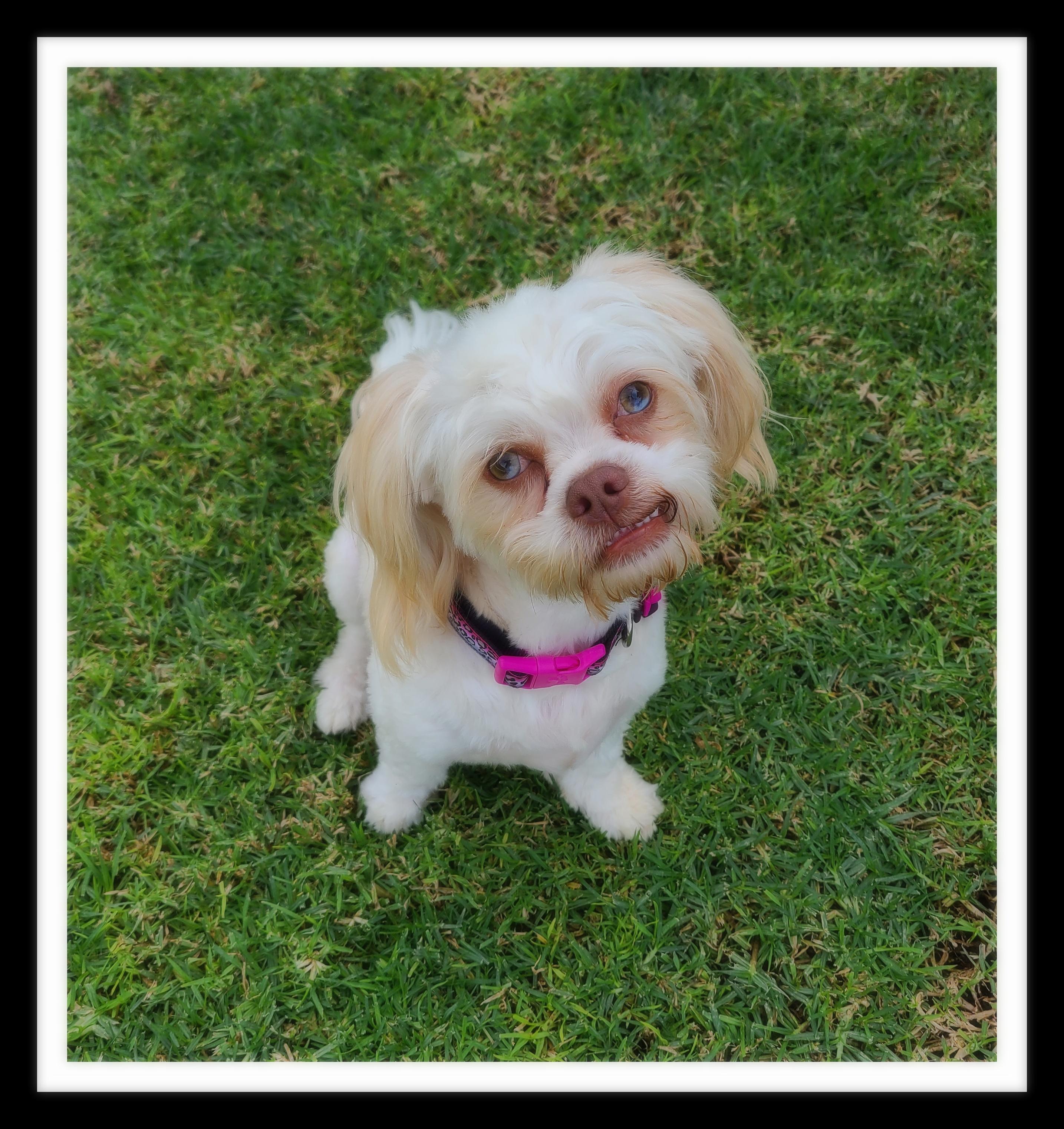 BUFFY (PLEASE submit an application @ southernstaranimalrescue.org), a Adoption Pending mixed breed in Winchester, CA image 2/2