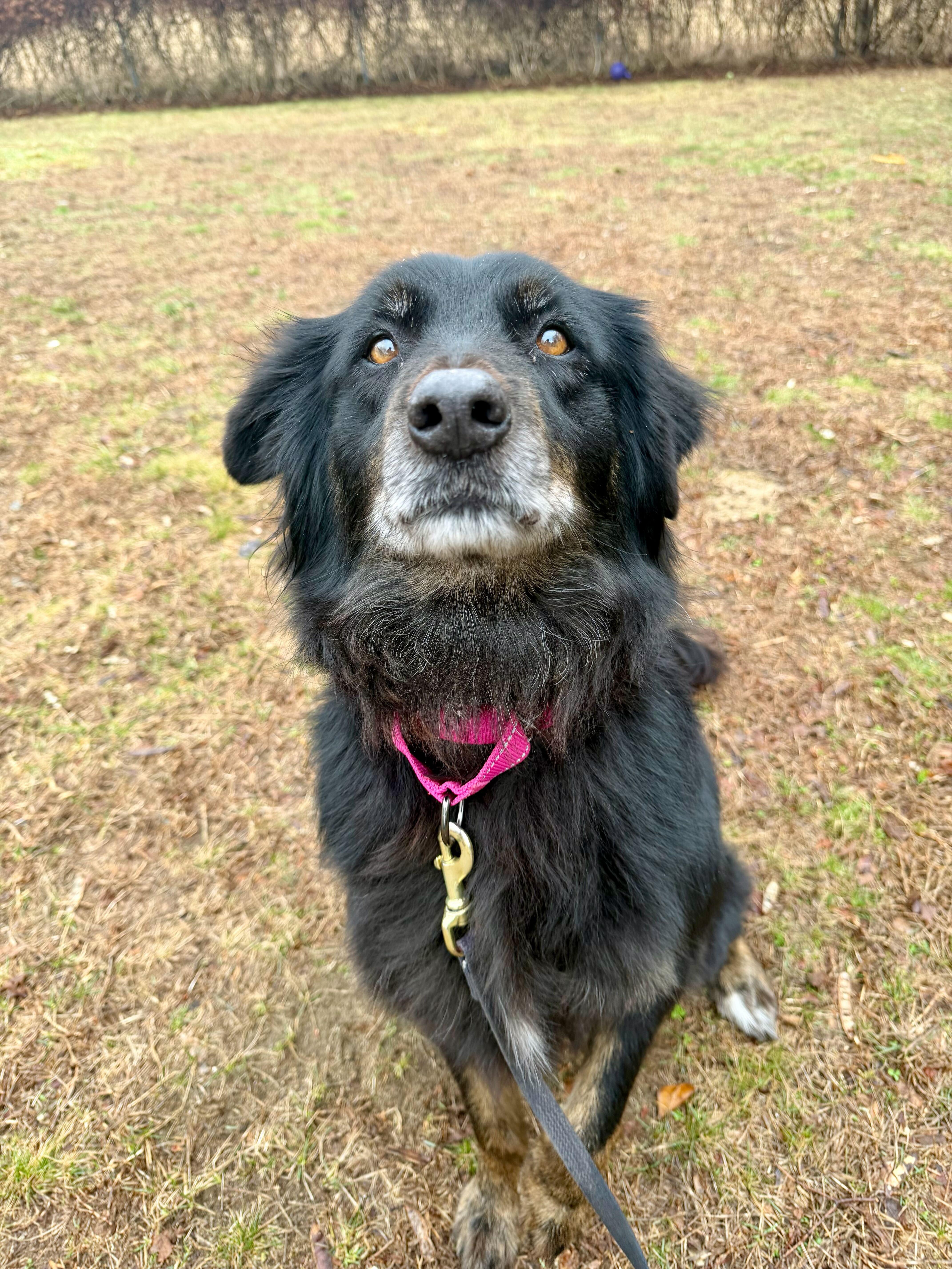 Enlarge Ember, an adoptable mixed breed in Uxbridge, MA image 1/2