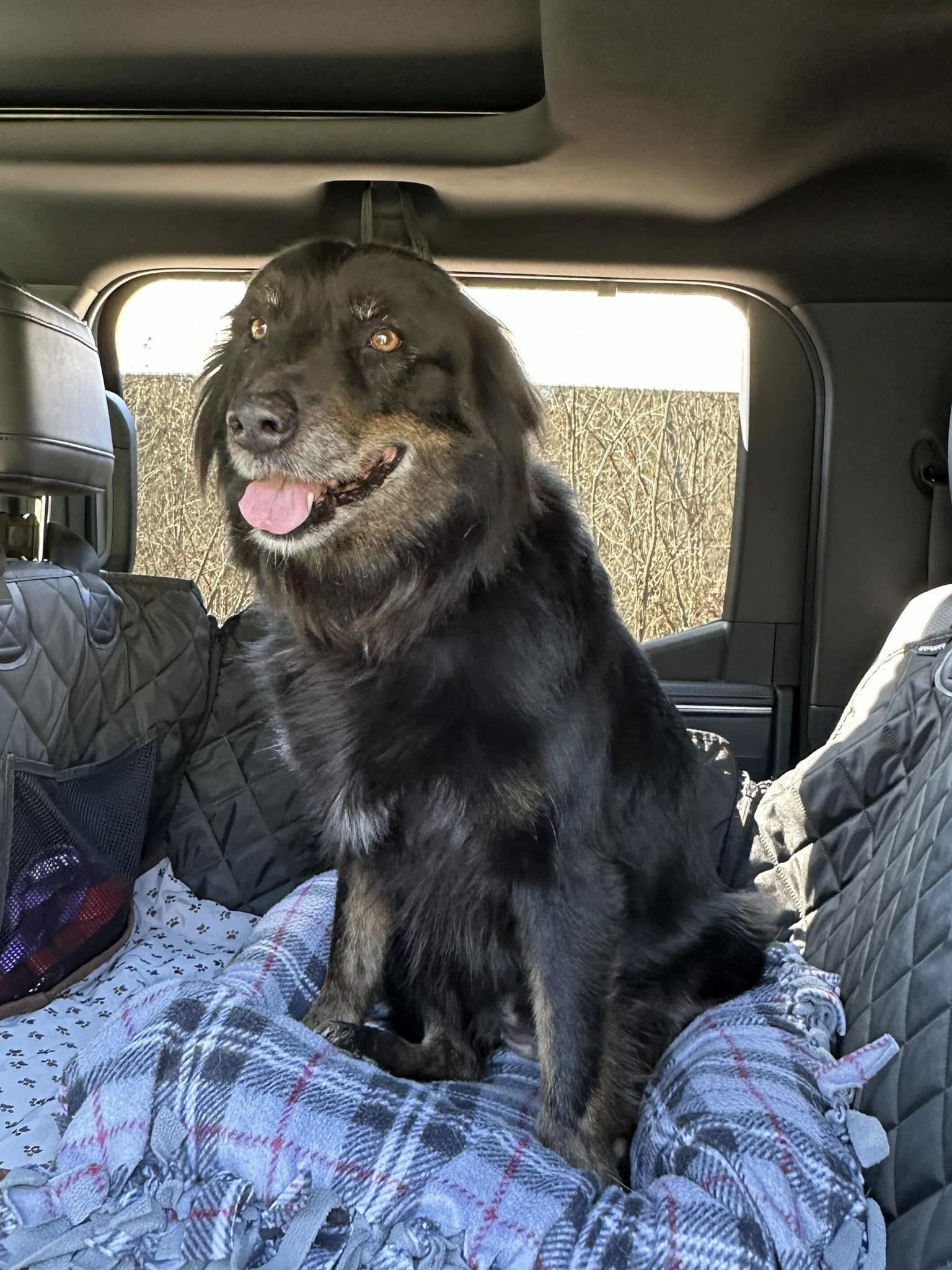 Ember, adoptable, Adult Female Australian Shepherd.