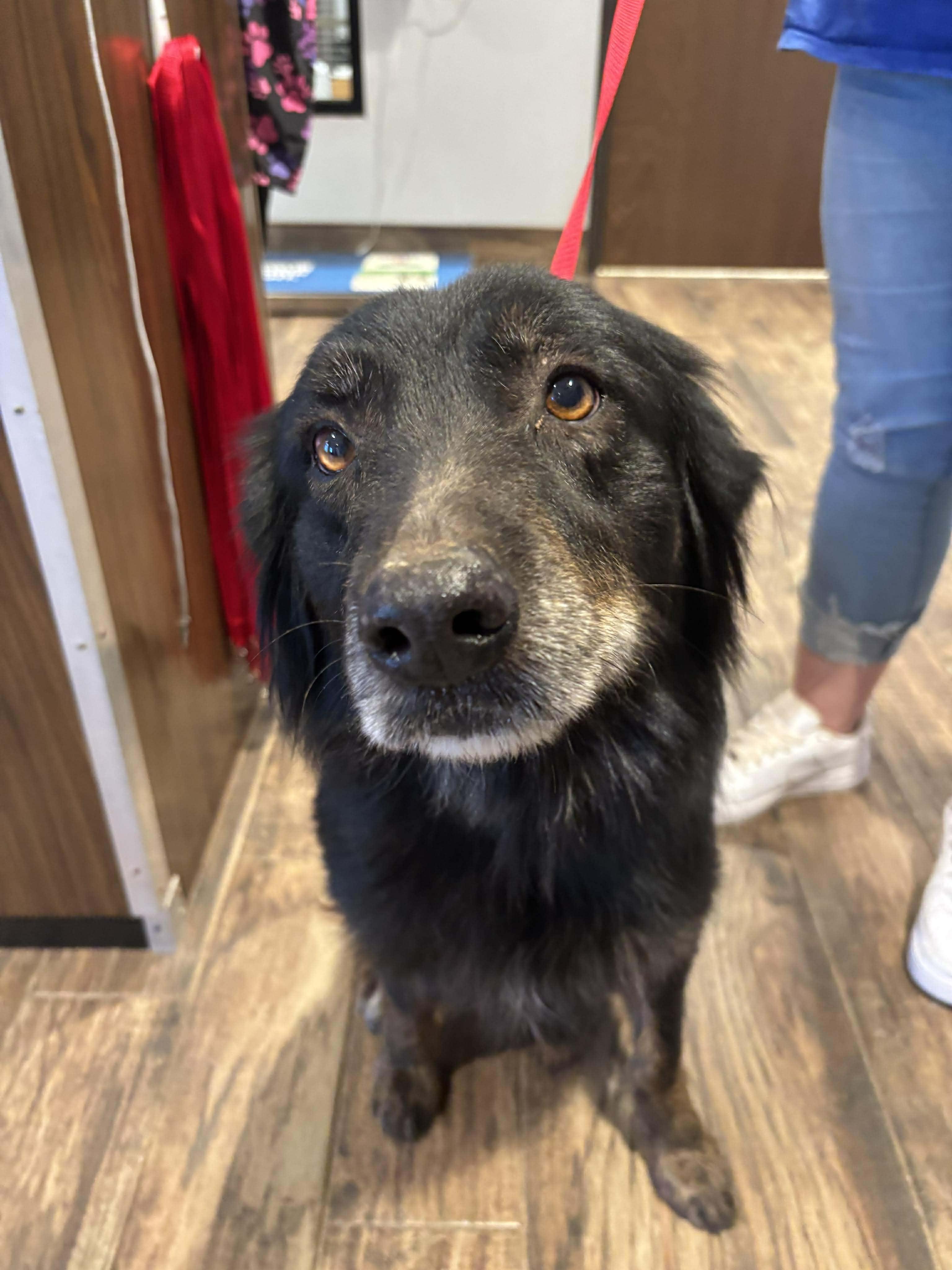 Ember, adopted, Adult Female Australian Shepherd.