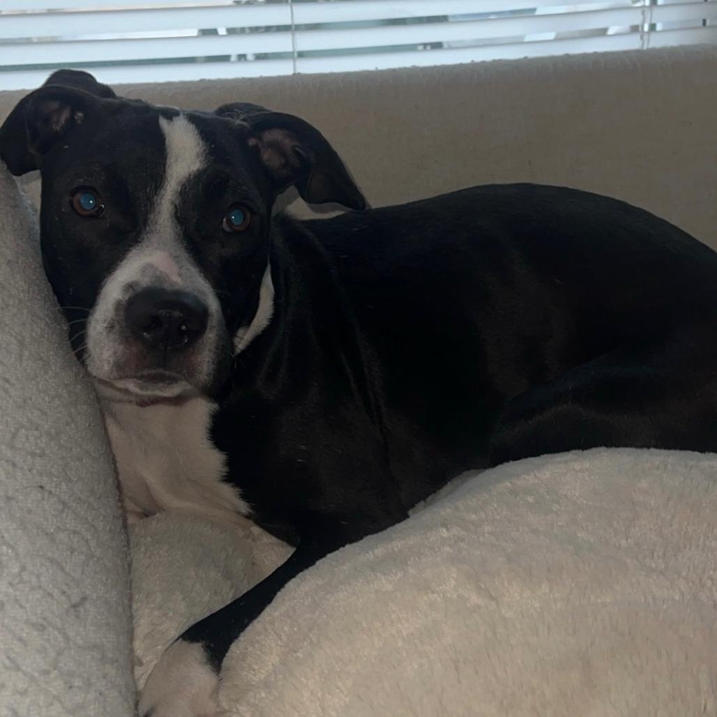 Enlarge Lucy @ Foster, a Adoptable Mixed Breed in Summerville, SC image 1/3