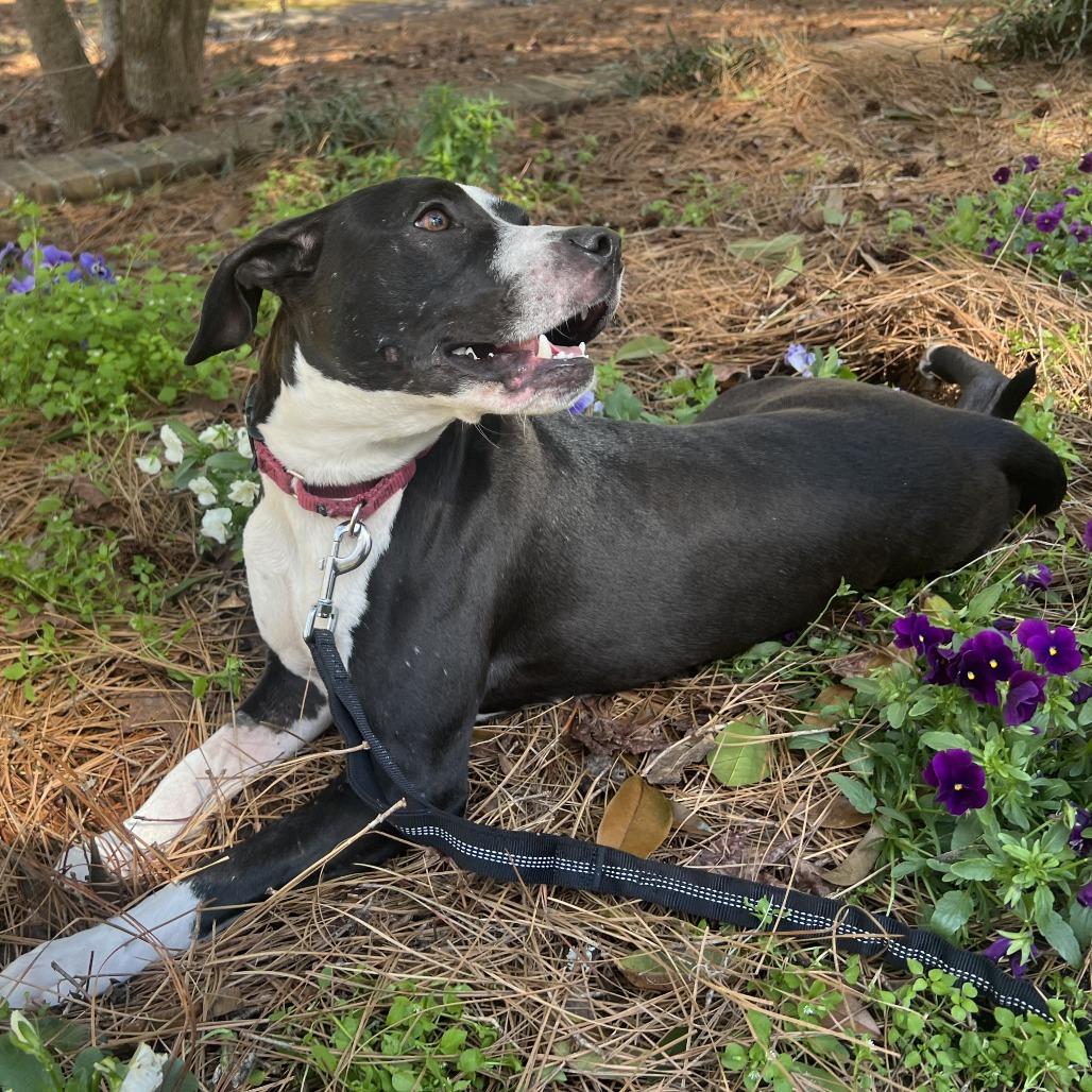 Enlarge Lucy @ Foster, a Adoptable Mixed Breed in Summerville, SC image 2/3