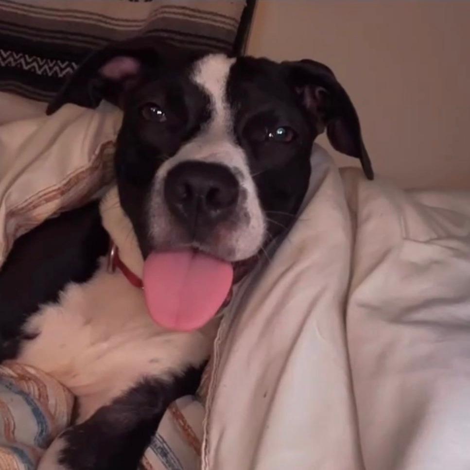 Enlarge Lucy @ Foster, a Adoptable Mixed Breed in Summerville, SC image 3/3