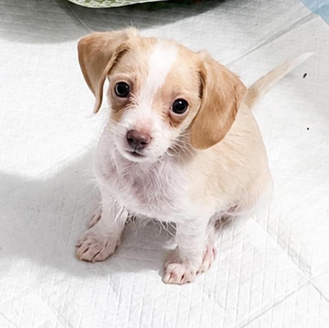 Simon, ADOPTABLE, Puppy Male Dachshund (Long Haired) & Cavapoo.