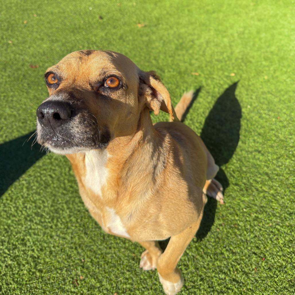 Eve, Adoptable, Adult Female Beagle & Mixed Breed.