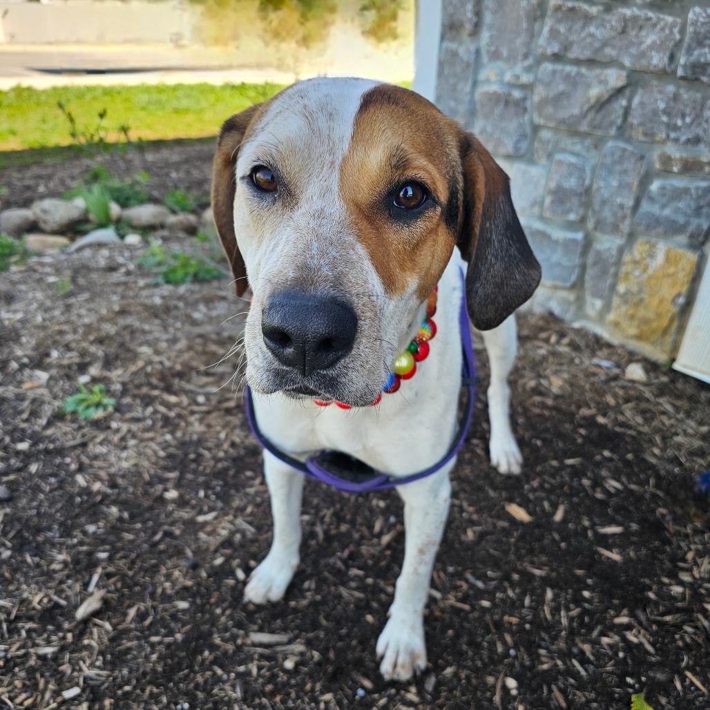 Baby Dog, Adoptable, Adult Female Mixed Breed & Mixed Breed.