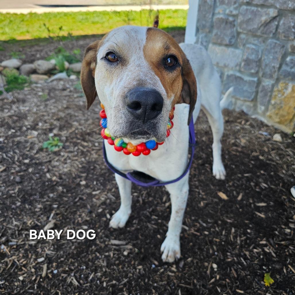 Enlarge Baby Dog, a Adoptable mixed breed in Madisonville, TN image 2/5