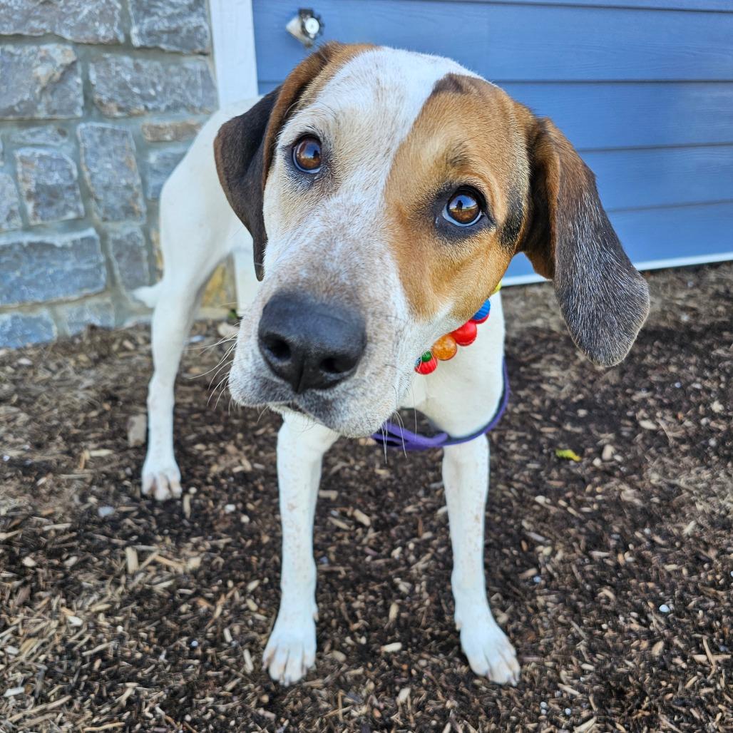 Enlarge Baby Dog, a Adoptable mixed breed in Madisonville, TN image 3/5