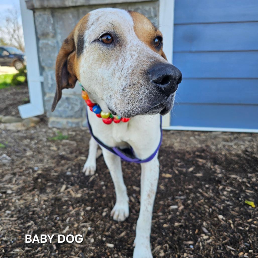Enlarge Baby Dog, a Adoptable mixed breed in Madisonville, TN image 4/5