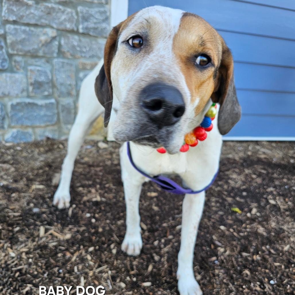 Enlarge Baby Dog, a Adoptable mixed breed in Madisonville, TN image 5/5